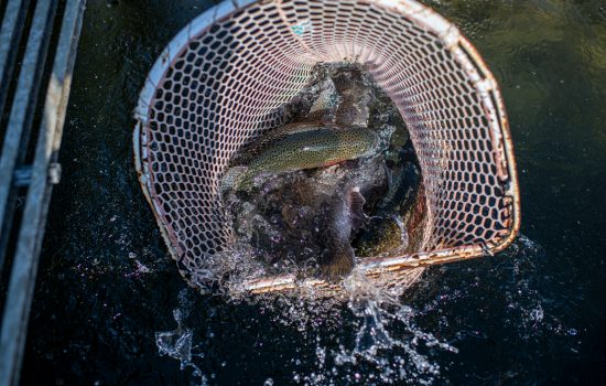 Whole Rainbow Trout (5lbs) - Limestone Springs